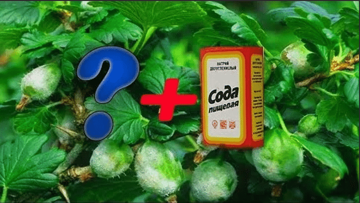 How to properly use soda against powdery mildew on gooseberries: recipes and processing recommendations