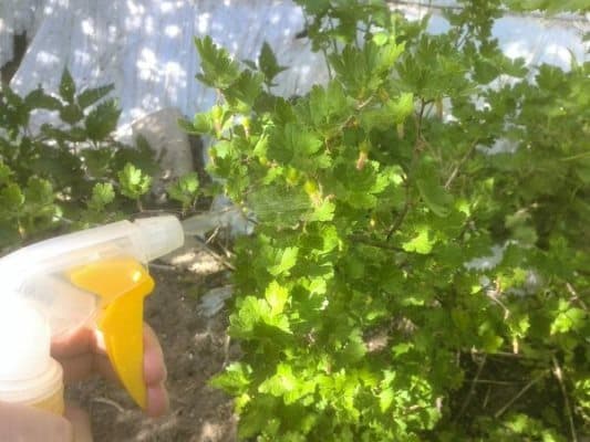 How to properly use soda against powdery mildew on gooseberries: recipes and processing recommendations