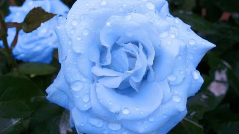 How to grow purple roses and which varieties to choose