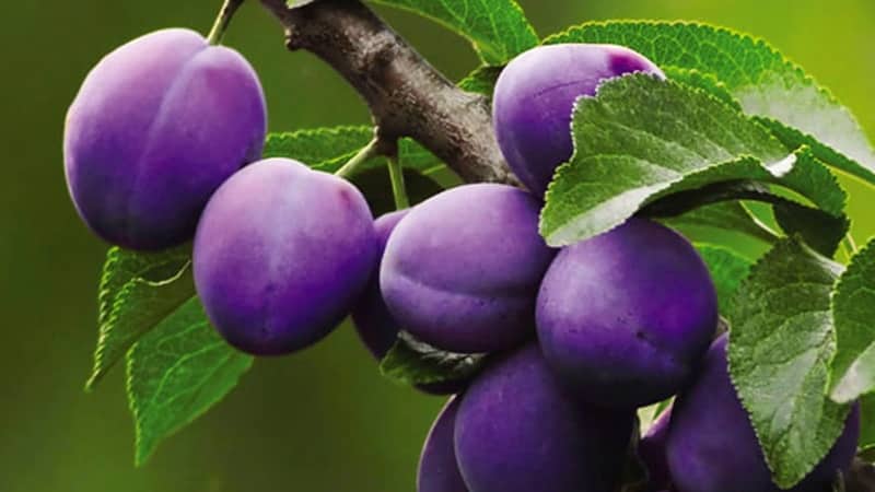 Instructions for propagating plums by cuttings in summer: from preparing cuttings to caring for seedlings