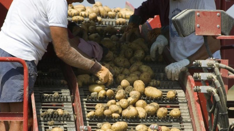 A device for sorting potatoes and how to make it yourself