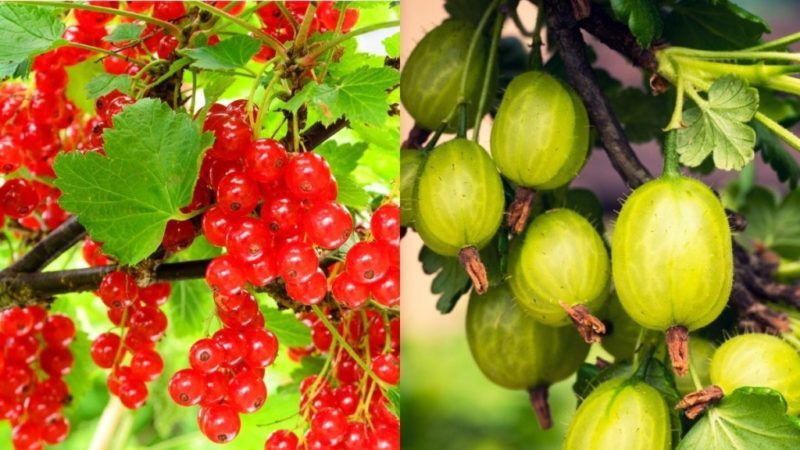 Compatibility of gooseberries with currants and other crops in the garden