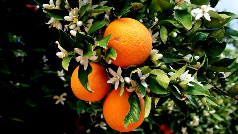 Citrus harvest: when oranges ripen in different countries of the world