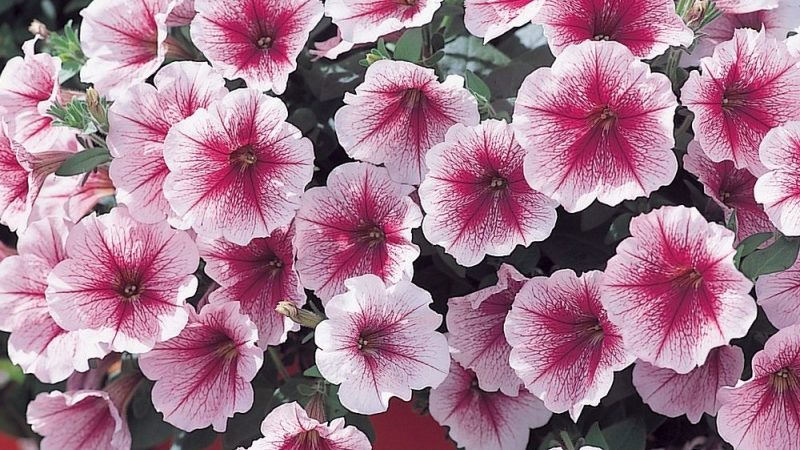 Review of popular varieties of petunia from the Opera series and their characteristics