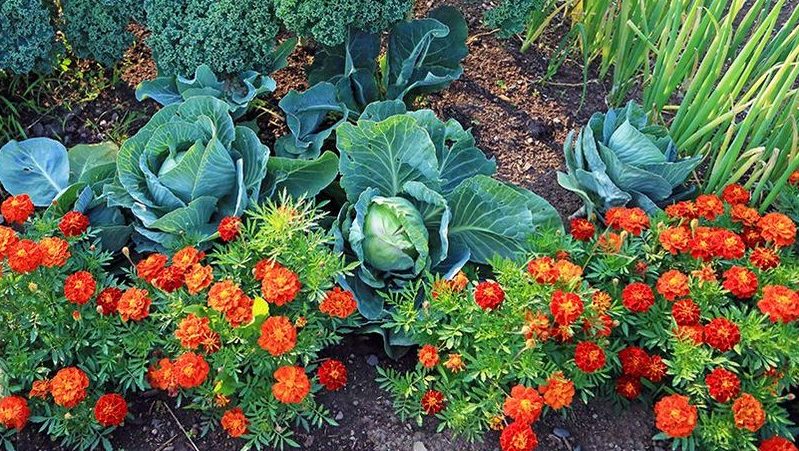 How to treat cabbage against caterpillars and slugs: folk remedies