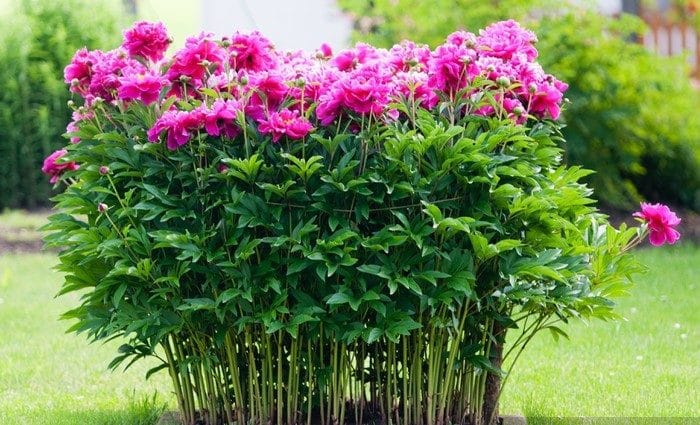Step-by-step instructions for planting peonies in the ground in summer for beginning gardeners