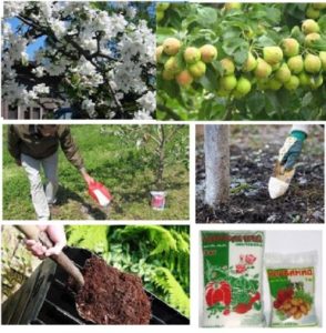 Step-by-step guide to planting a closed-root apple tree in summer