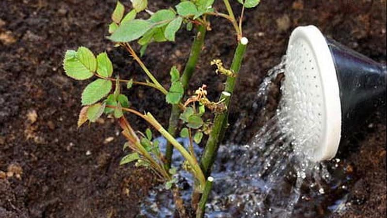 Instructions for beginner gardeners: how to prune roses after flowering in the summer so that they bloom again