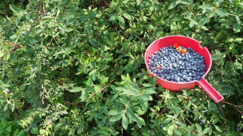 Features of honeysuckle care after harvesting in July