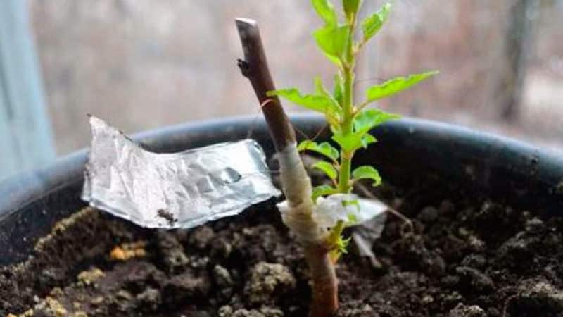 Rules for propagating cherry plum cuttings in summer and stages of growing a tree from a twig