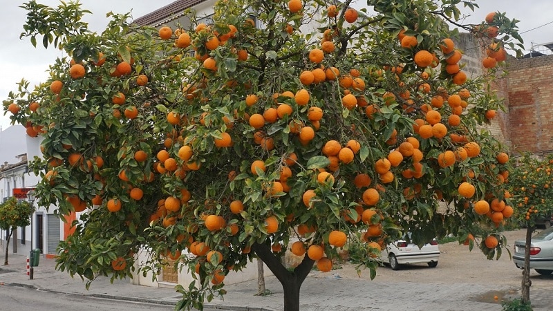 Citrus harvest: when oranges ripen in different countries of the world