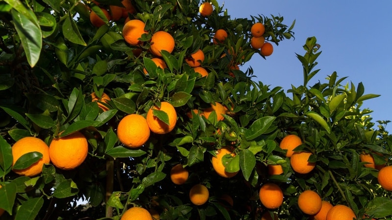 Citrus harvest: when oranges ripen in different countries of the world