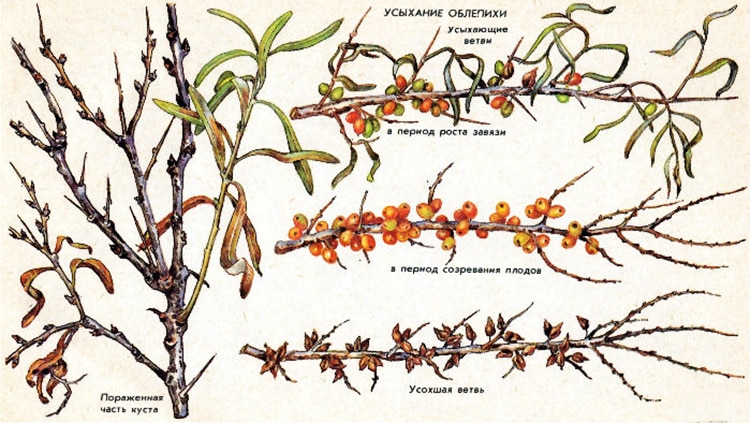 How to find out why sea buckthorn leaves turn yellow in summer and eliminate the cause of the problem