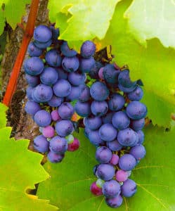 Instructions for beginning winegrowers: how to propagate grapes by layering in the summer