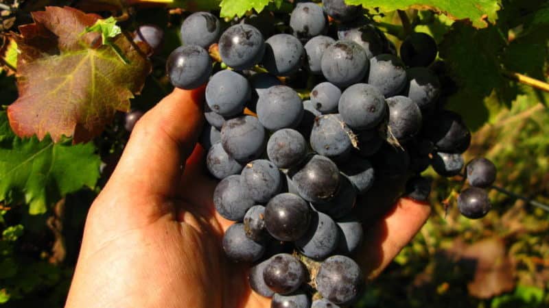 Review of the Early Violet grape variety and features of its cultivation