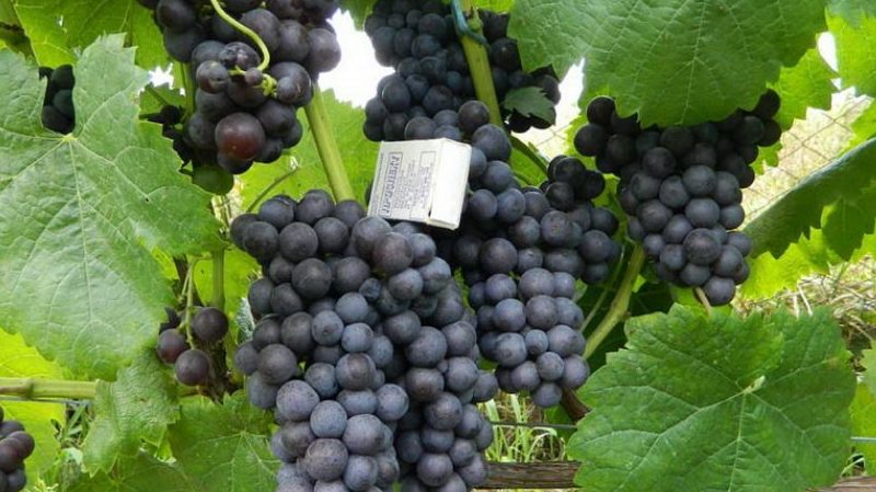 Review of the Early Violet grape variety and features of its cultivation