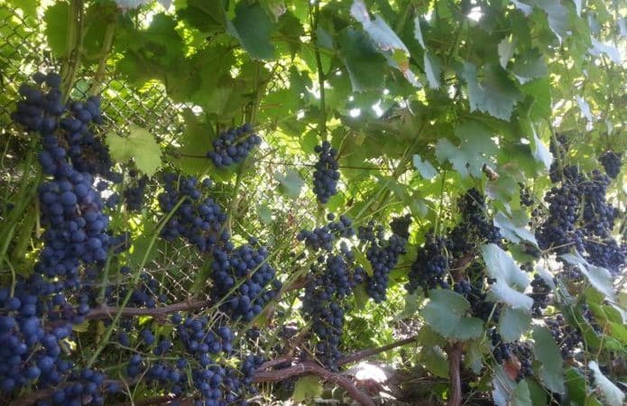 Review of the Early Violet grape variety and features of its cultivation