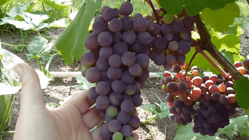Review of the Early Violet grape variety and features of its cultivation