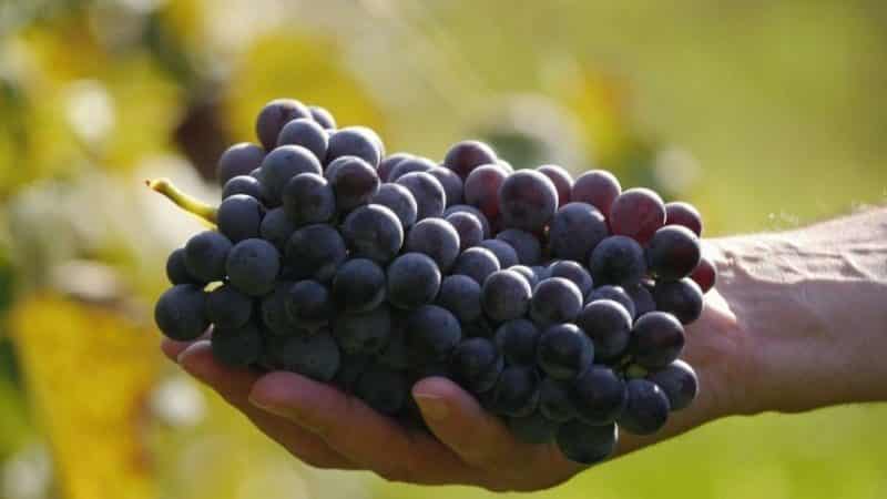 Review of the Early Violet grape variety and features of its cultivation