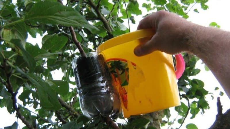 Step-by-step instructions for cutting an apple tree in the summer for beginners