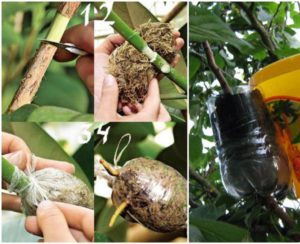 Rules for propagating cherry plum cuttings in summer and stages of growing a tree from a twig