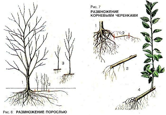 Instructions for propagating plums by cuttings in summer: from preparing cuttings to caring for seedlings
