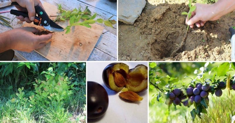 Instructions for propagating plums by cuttings in summer: from preparing cuttings to caring for seedlings