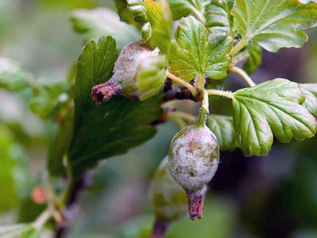 Why gooseberries rot on the bush and what to do about it