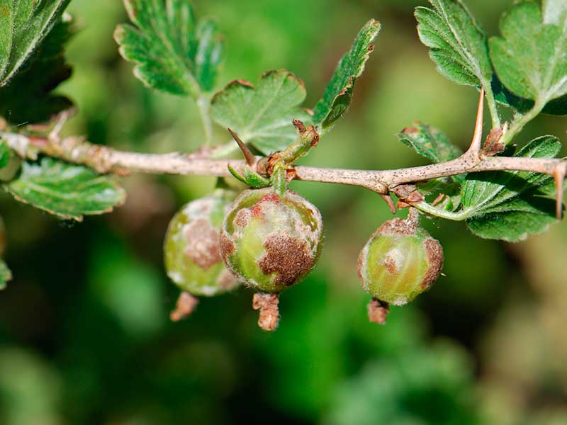 Why gooseberries rot on the bush and what to do about it