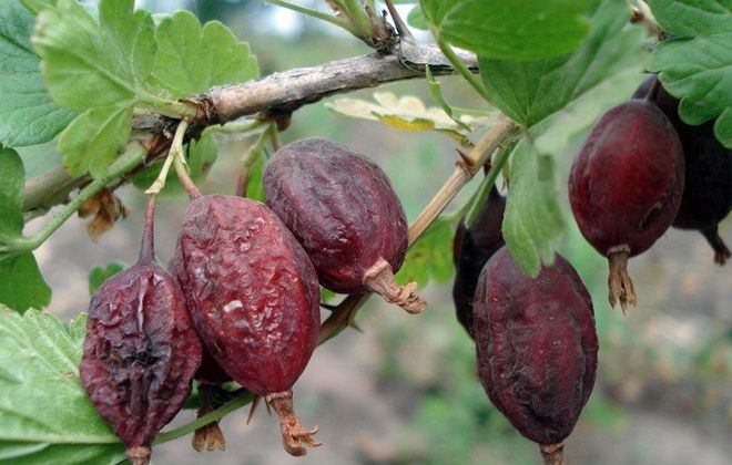 Why gooseberries rot on the bush and what to do about it