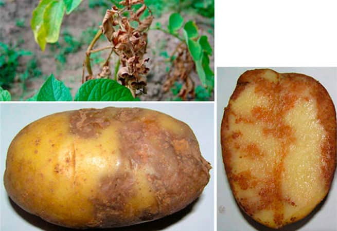 Arosa potato variety, capable of growing even in the most difficult climatic conditions