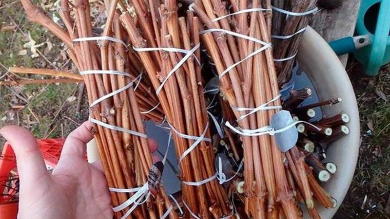 Propagation of grapes by cuttings in autumn