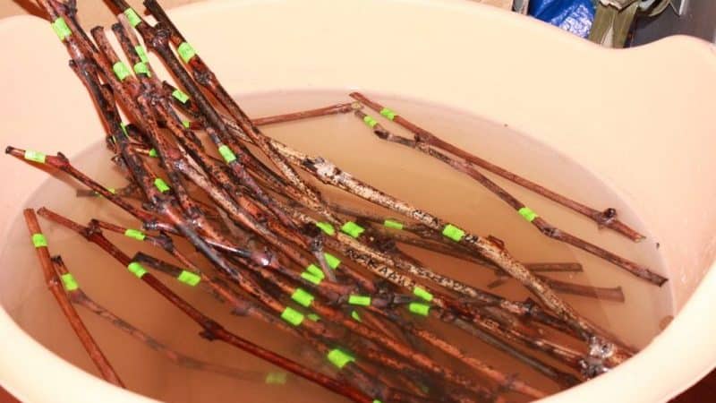 When (in what month) and how to plant grapes from cuttings