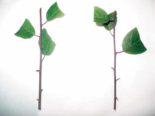 Rules for propagating cherry plum cuttings in summer and stages of growing a tree from a twig