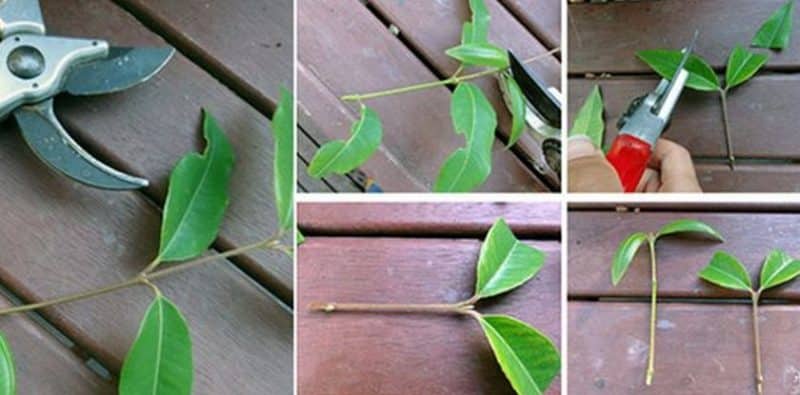 Step-by-step instructions for cutting an apple tree in the summer for beginners
