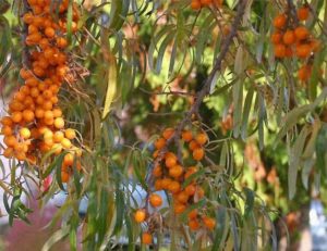 How to find out why sea buckthorn leaves turn yellow in summer and eliminate the cause of the problem