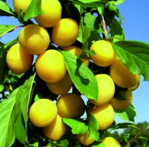 Rules for propagating cherry plum cuttings in summer and stages of growing a tree from a twig