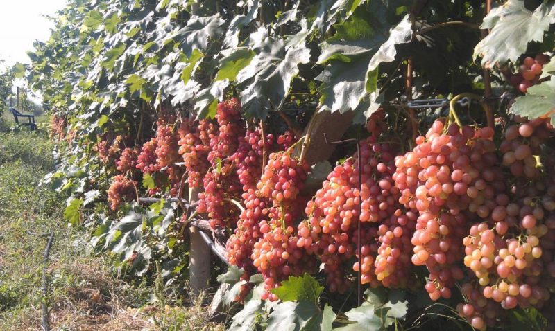 Description and characteristics of raisin grape varieties