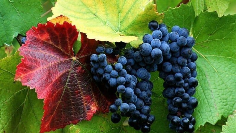 Description and characteristics of raisin grape varieties