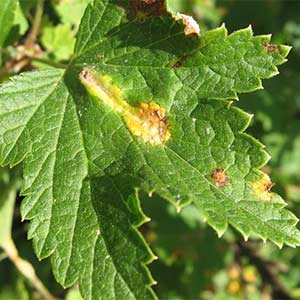 What is blackcurrant terry and how to get rid of it