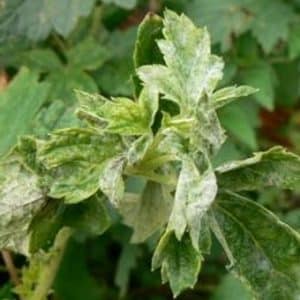 What is blackcurrant terry and how to get rid of it