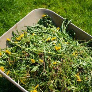 What is blackcurrant terry and how to get rid of it