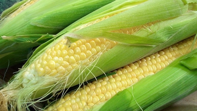Harvesting on time: when to harvest corn and how to store it after harvesting