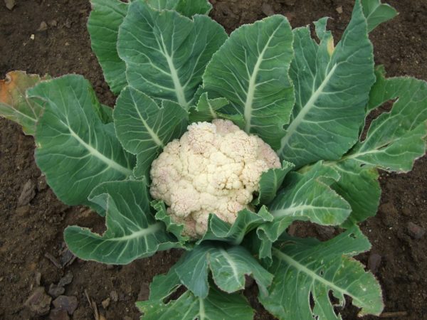 When to cut cauliflower
