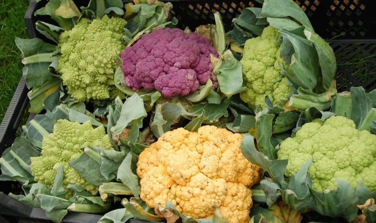 When to cut cauliflower