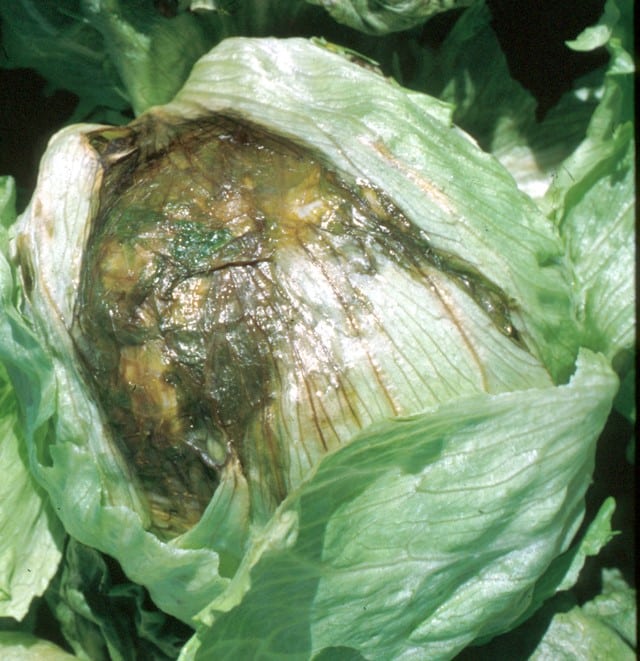 Cabbage diseases: description with photographs, methods of treatment and prevention