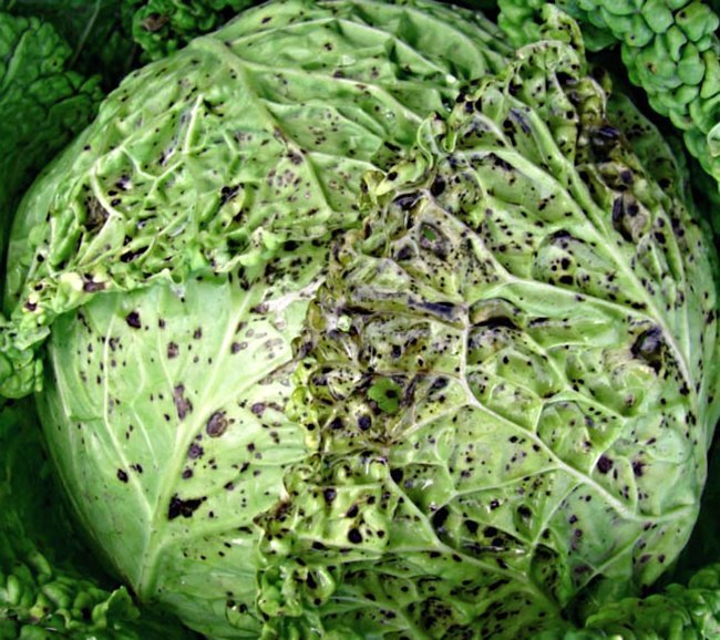 Cabbage diseases: description with photographs, methods of treatment and prevention