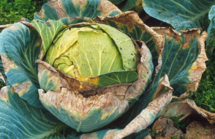 Cabbage diseases: description with photographs, methods of treatment and prevention