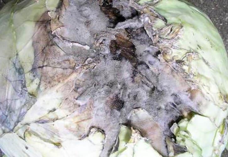 Cabbage diseases: description with photographs, methods of treatment and prevention