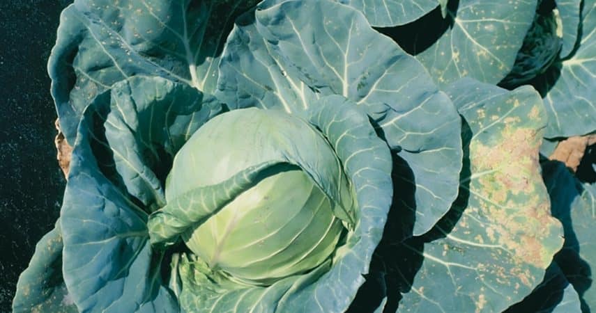 Cabbage diseases: description with photographs, methods of treatment and prevention